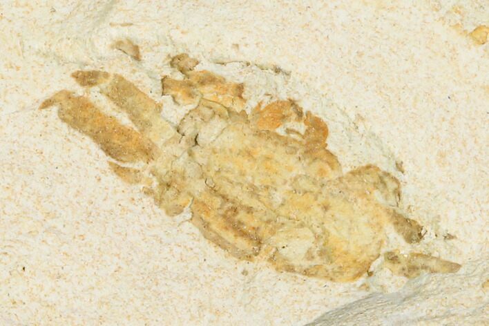 Miocene Pea Crab (Pinnixa) Fossil - California #141612